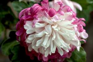 CHRYSANTHEMUM-24 (33)